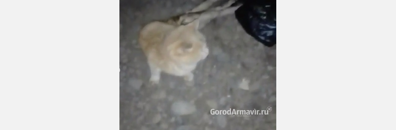 Живодёры перебили лапы коту и выбросили его в уличный туалет в Армавире