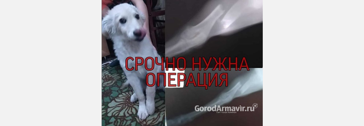 Лихач сбил собаку на машине и сломал ей лапу в Армавире 