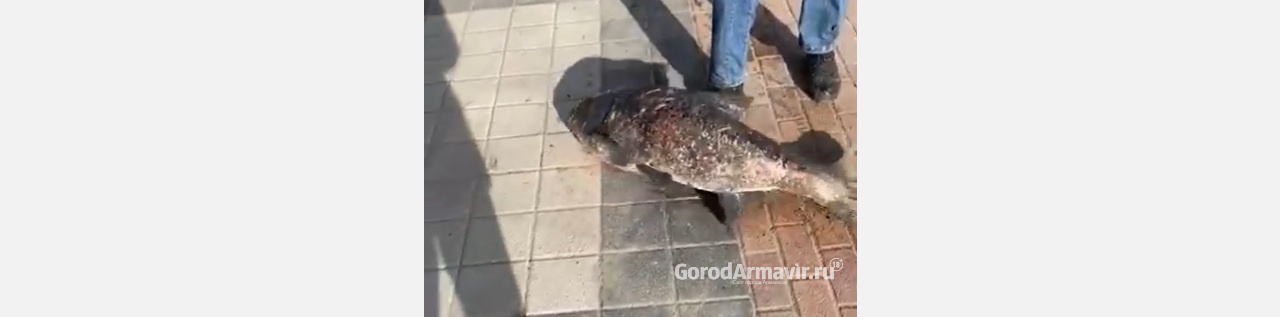 Толстолобика – мутанта на видео поймал рыбак в Армавире 