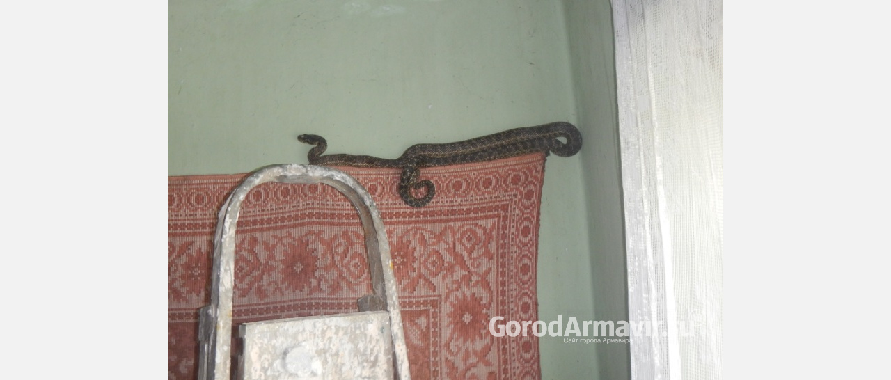 Змея заползла в спальню к жителю станицы Отрадной 