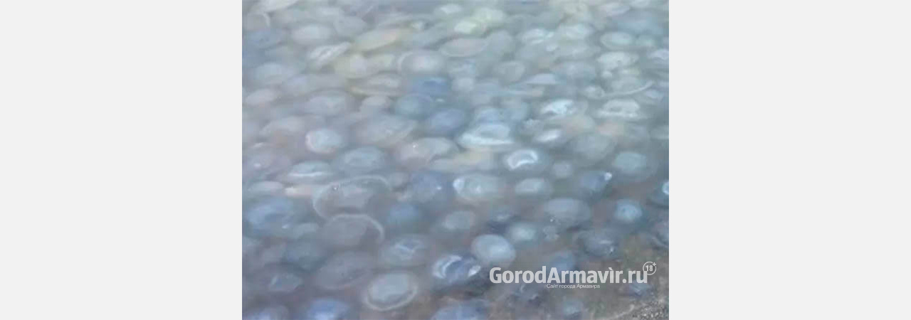 Море под Анапой превратилось в кисель из мертвых медуз 