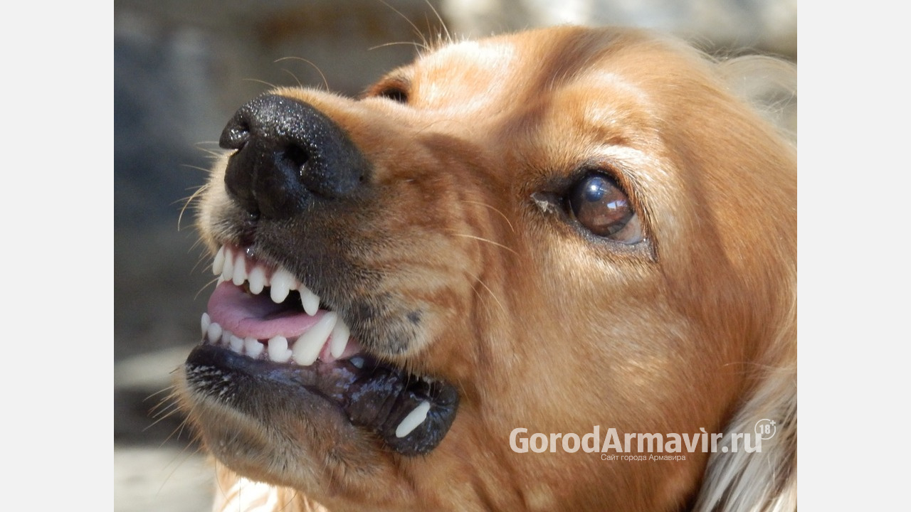 В Армавире хозяйку собаки заставили возместить ущерб почтальону после нападения 