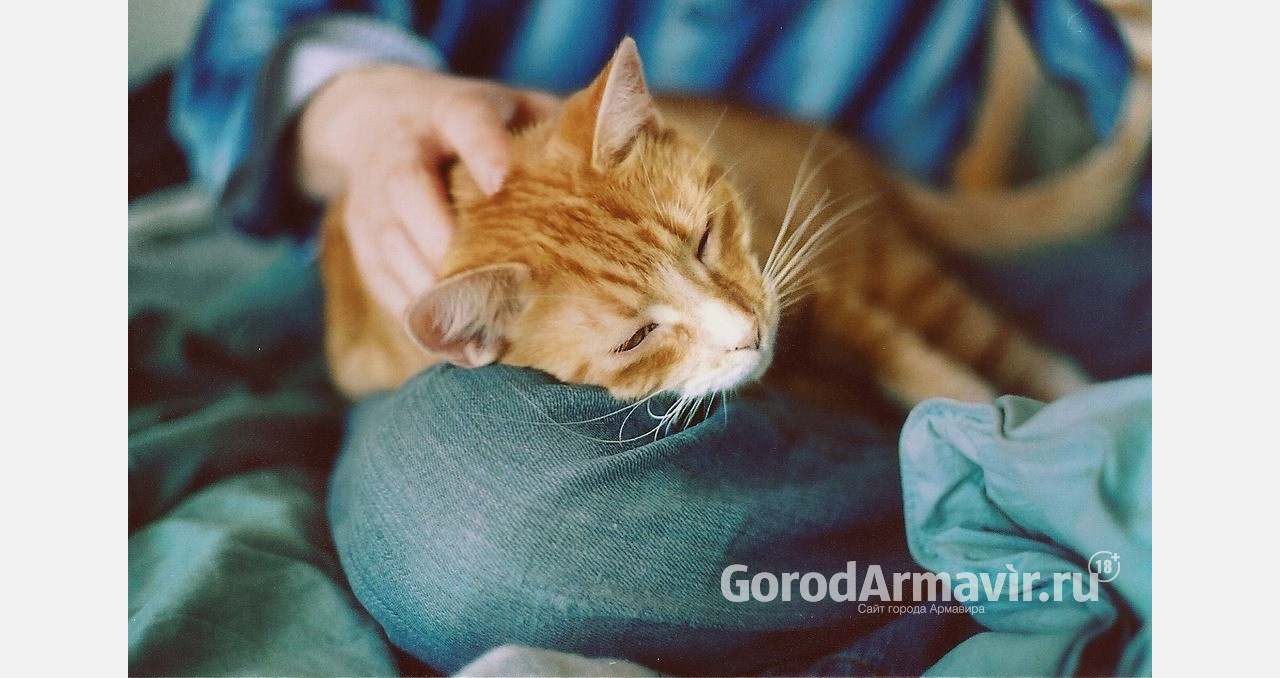 Домашний лекарь: какие породы кошек могут избавить от болезней 