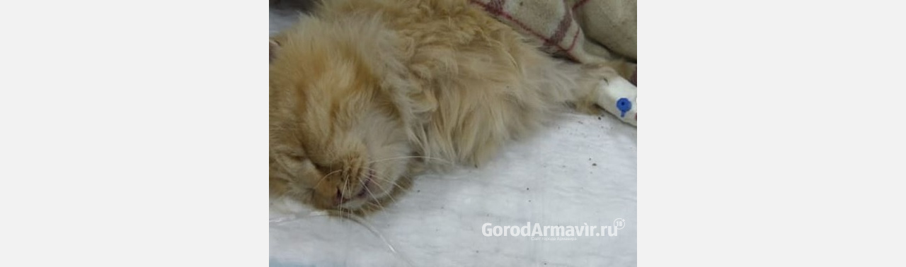Неравнодушные люди всю ночь спасали сбитого машиной кота в Армавире 